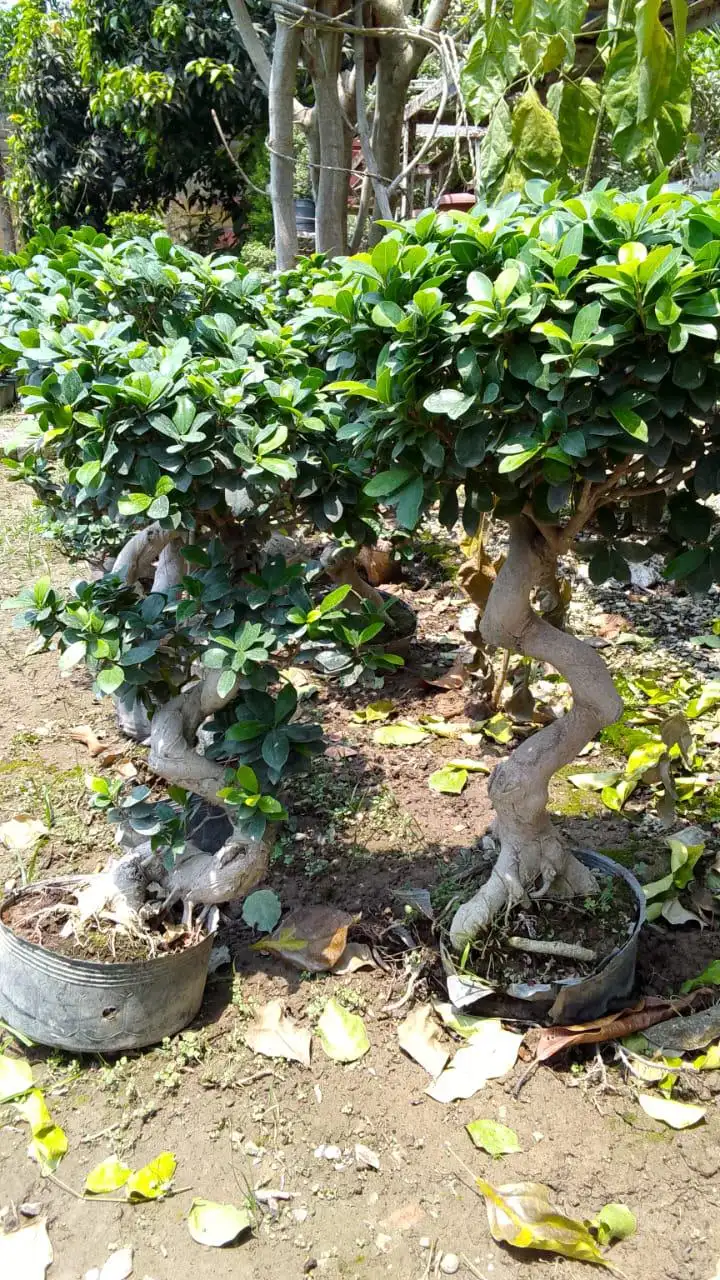 Twisted trunk ficus plants in pots, ornamental nursery plants