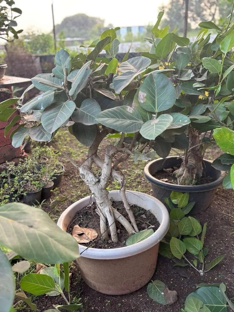 Two exposed root ficus bonsai plants in pots