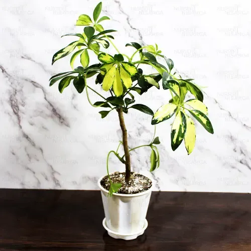 Variegated schefflera indoor plant in a white pot