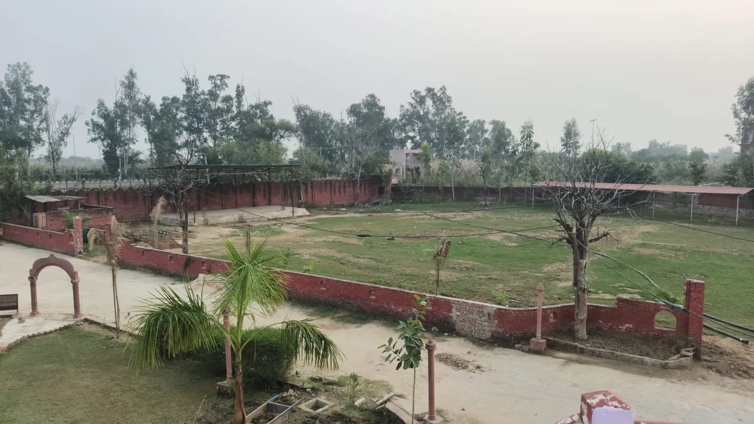 Walled open plot with lawn and young palms before landscaping