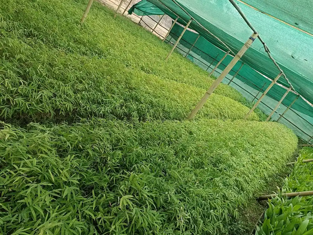 Young bamboo seedlings in raised beds beside a shade net house