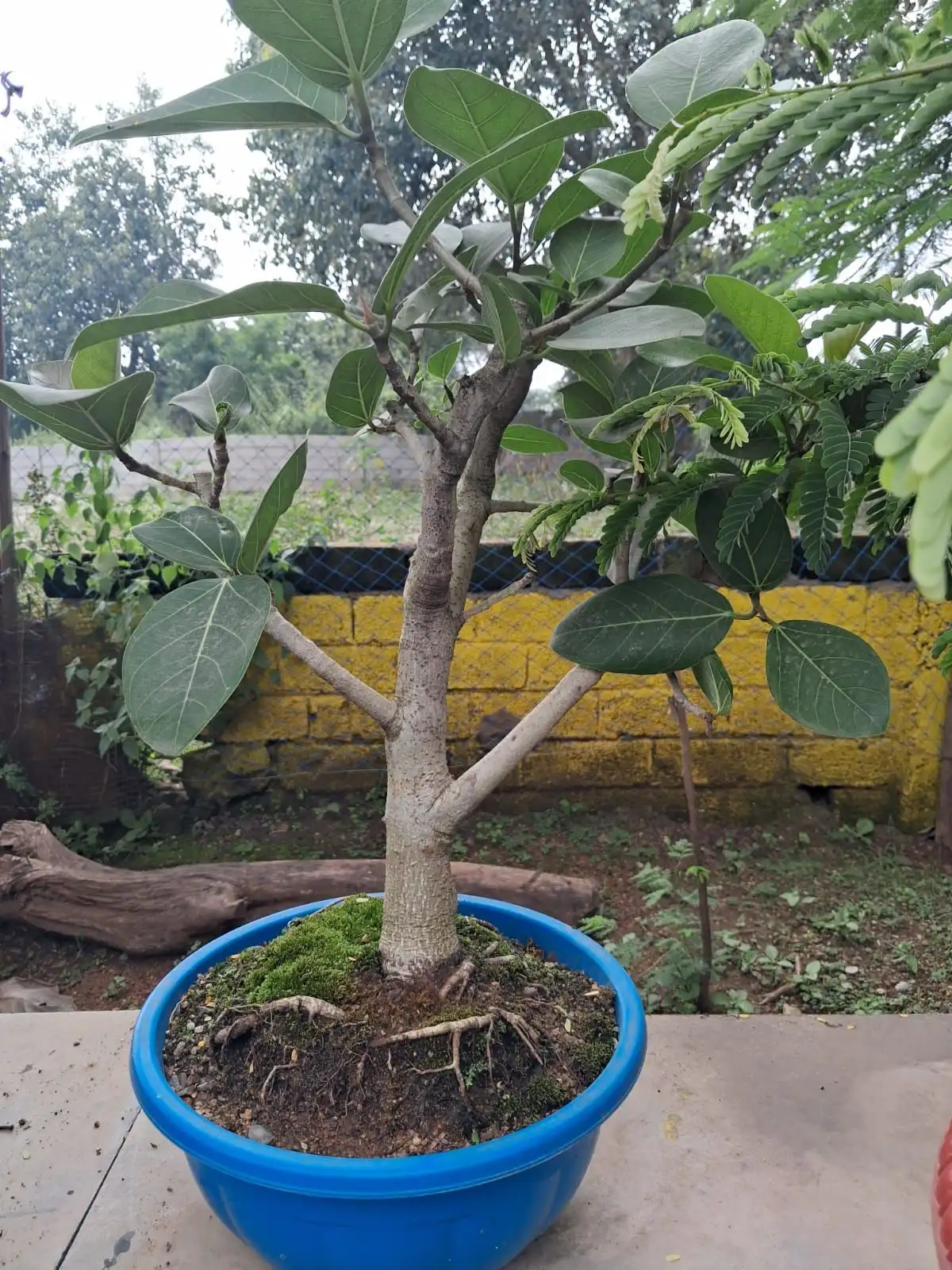 Young ficus bonsai in a blue round pot at plant nursery
