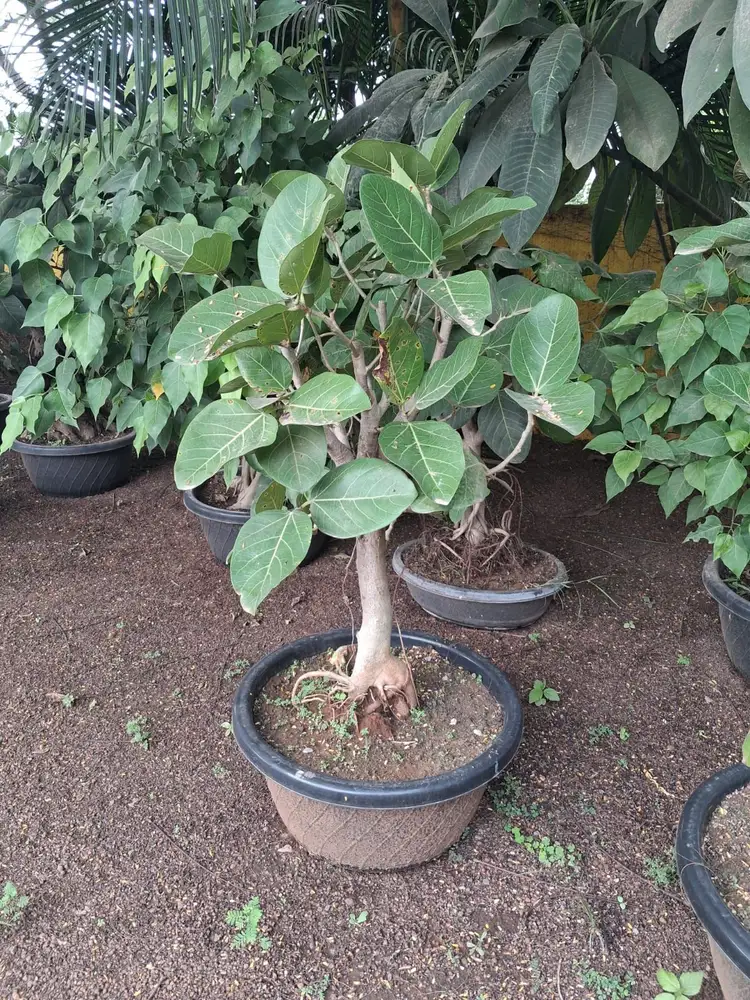 Young ficus bonsai in a round grey pot at plant nursery