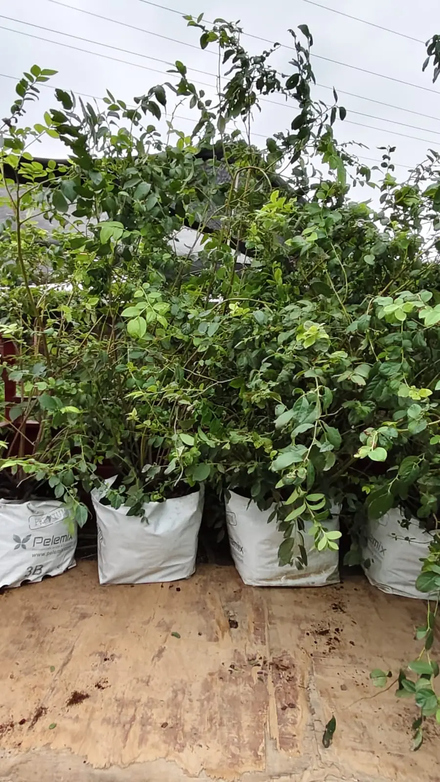 Bushy shrubs in grow bags loaded for bulk plant supply delivery
