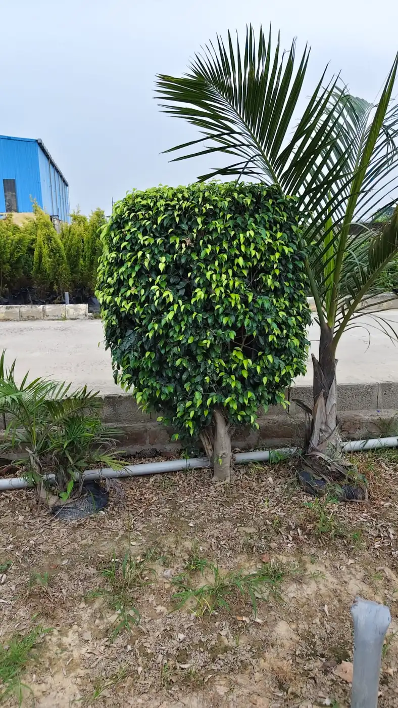 Landscape Plants