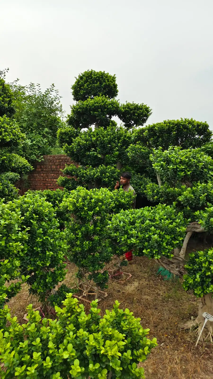 Clipped ficus topiary plants growing in rows at a plant nursery