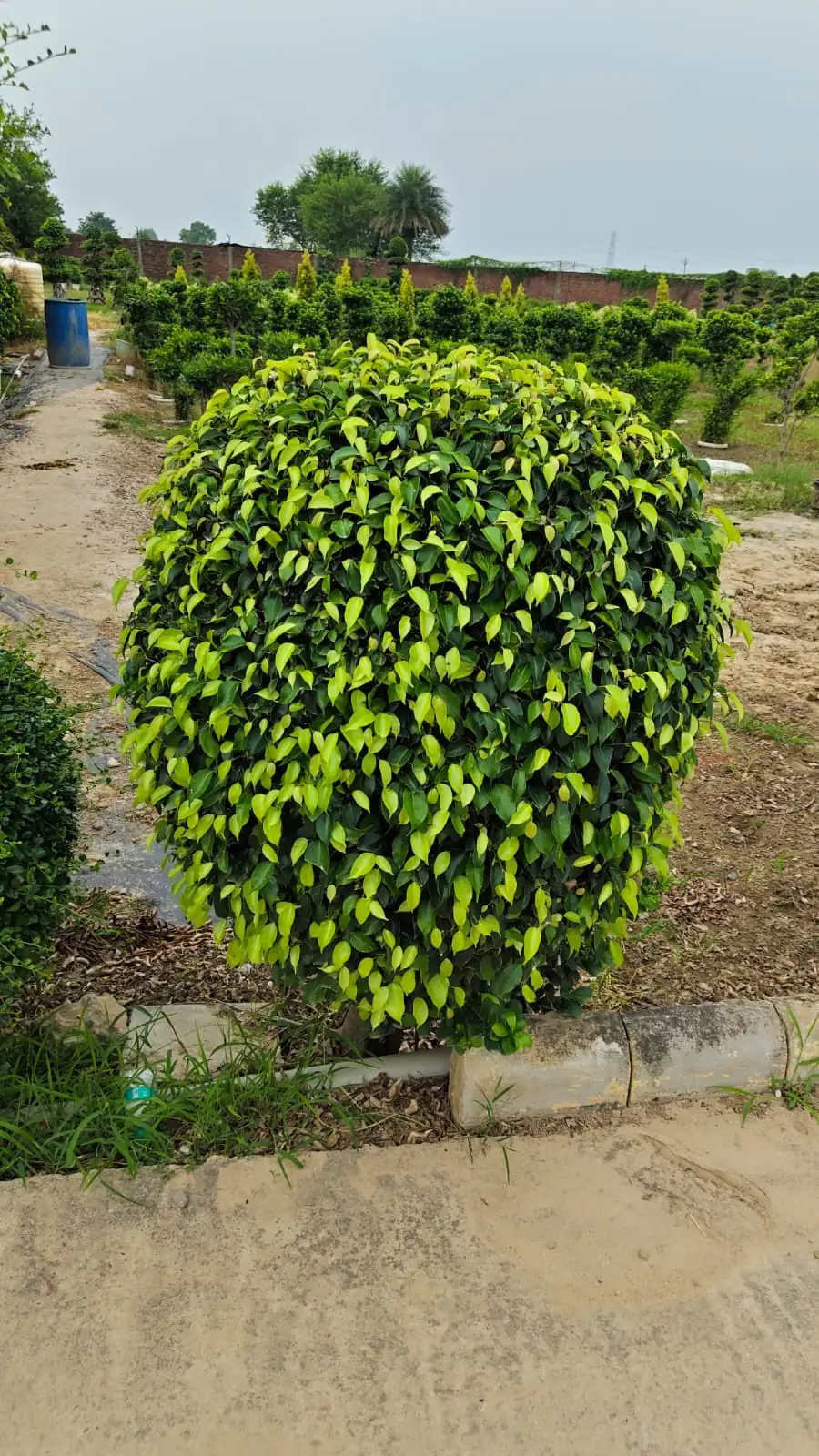 Hedge Plants