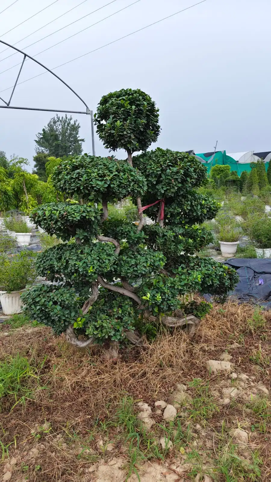Ornamental Plants