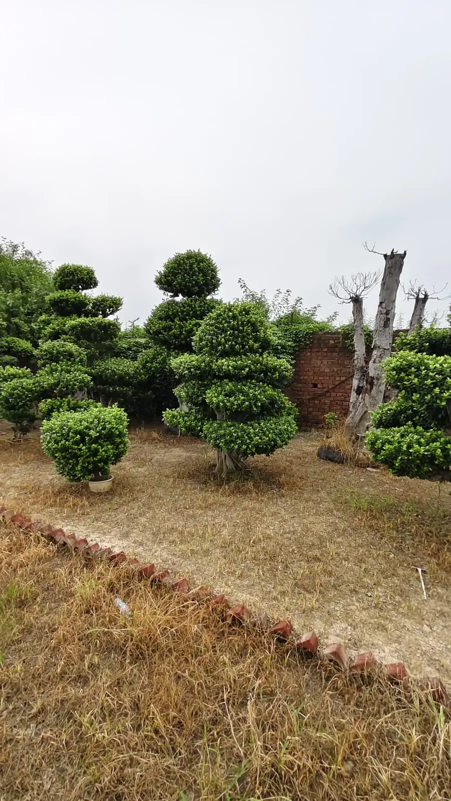 Ficus topiary plants in grow bags at landscaping plant nursery