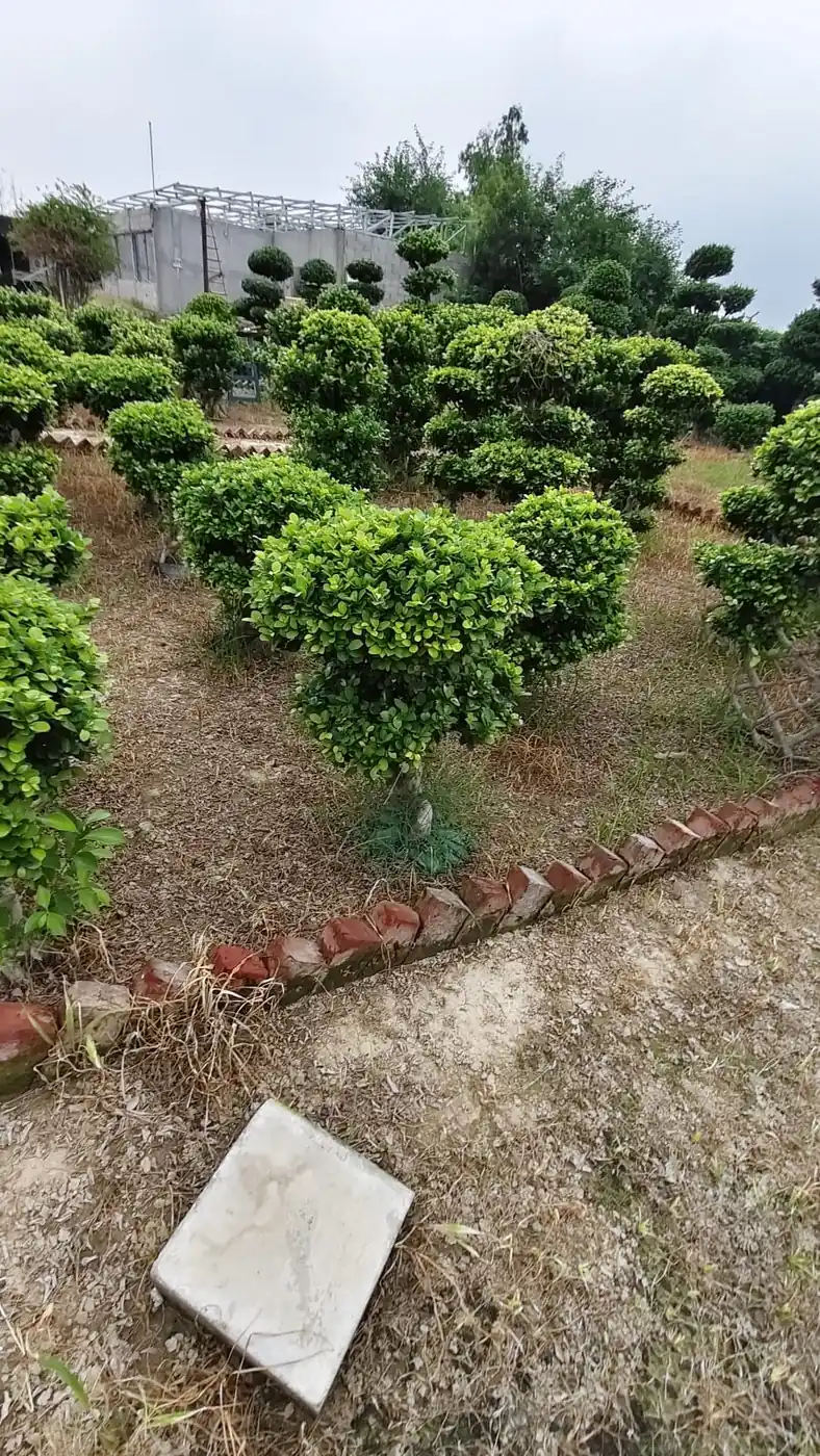 Ficus topiary rows at a nursery plant supplier