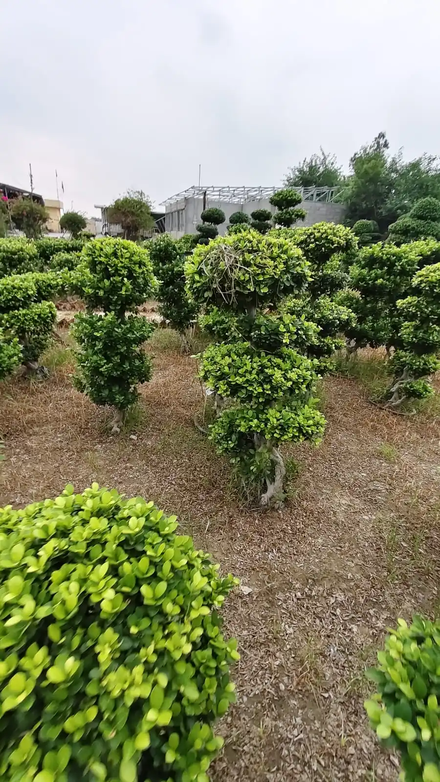 Field of ficus cloud topiary plants for bulk landscaping supply