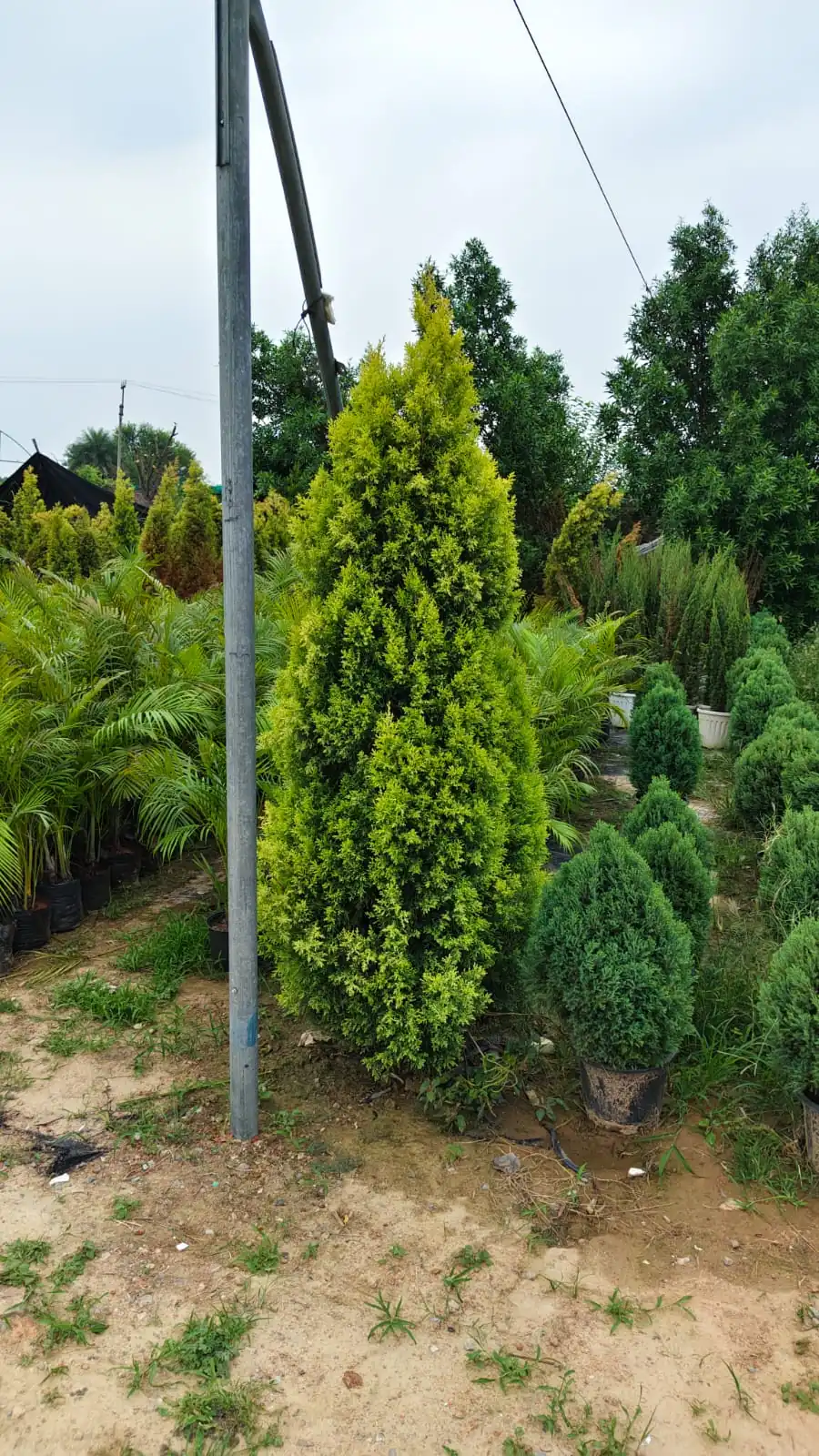 Golden cypress and areca palms at a landscaping plant supplier nursery