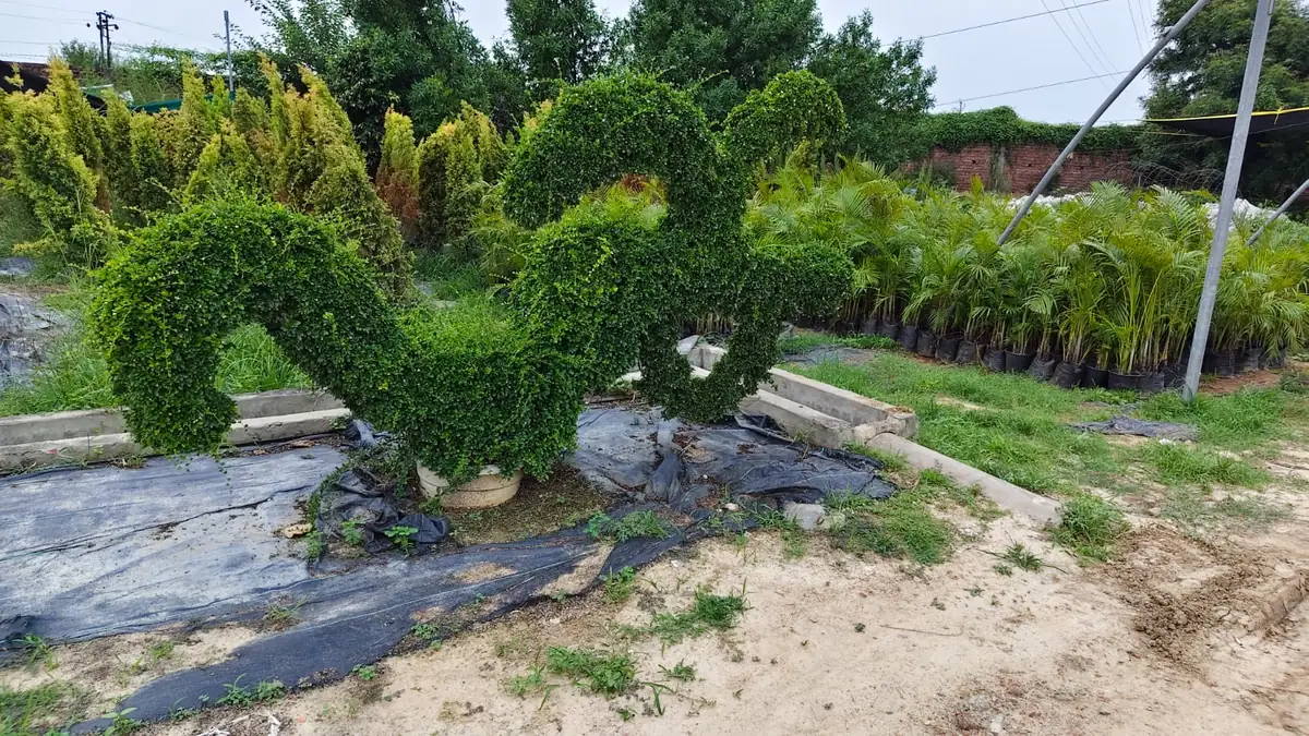 Hedge topiary clipped into a decorative symbol shape with areca palms
