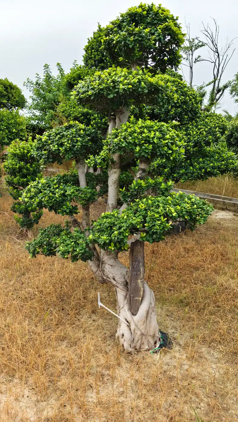 Large braided-trunk ficus topiary grown as an ornamental specimen plant