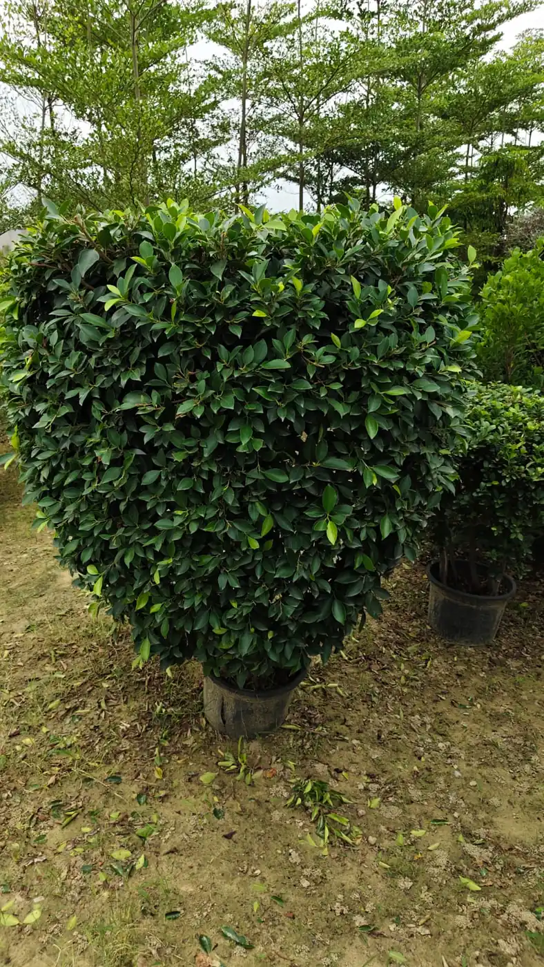 Large clipped ficus plant in grow pot for landscape plant supply