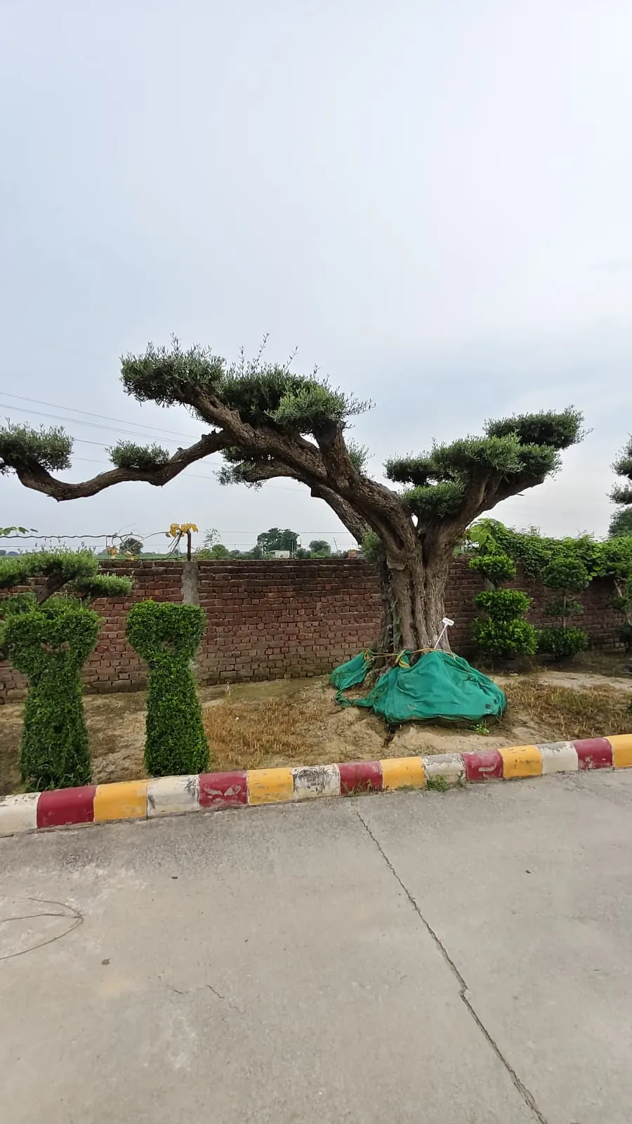 Large cloud-pruned specimen tree with wrapped root ball ready for transplanting