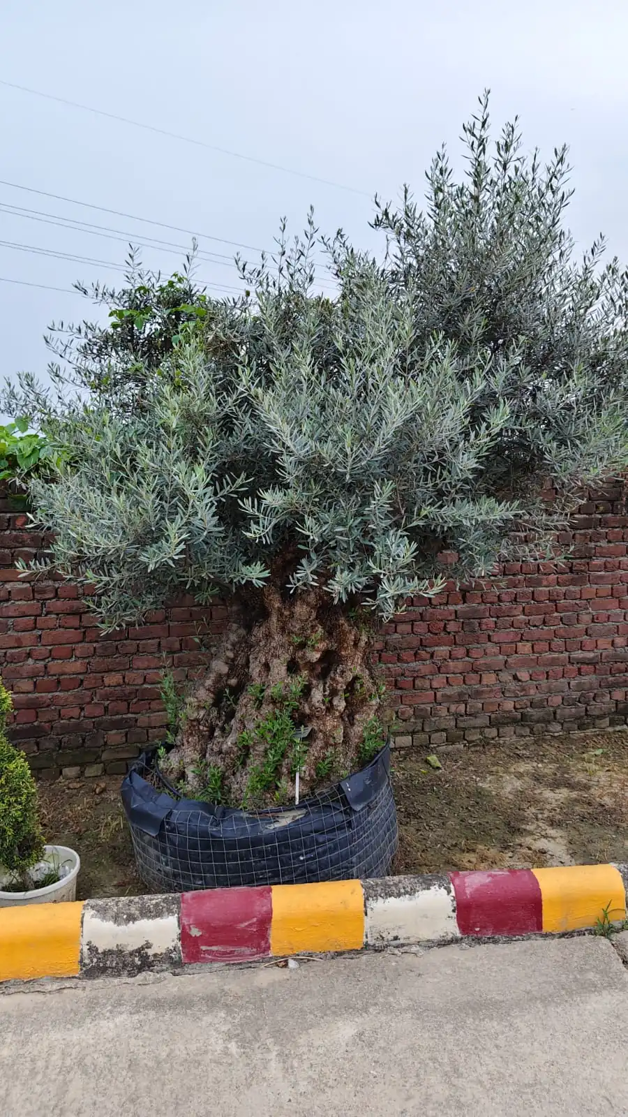 Tree Plantation