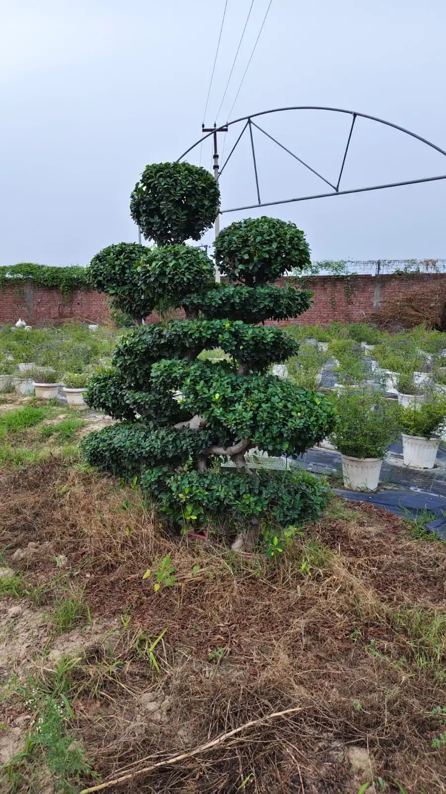 Landscape Plant Supply