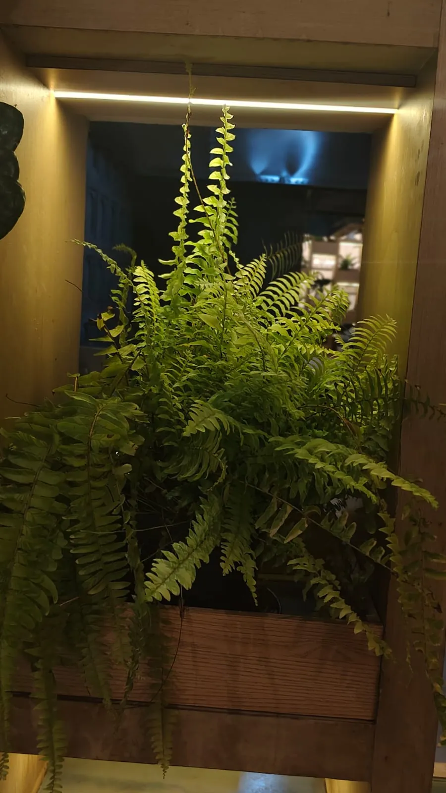 Boston fern in wooden box planter inside green partition shelf