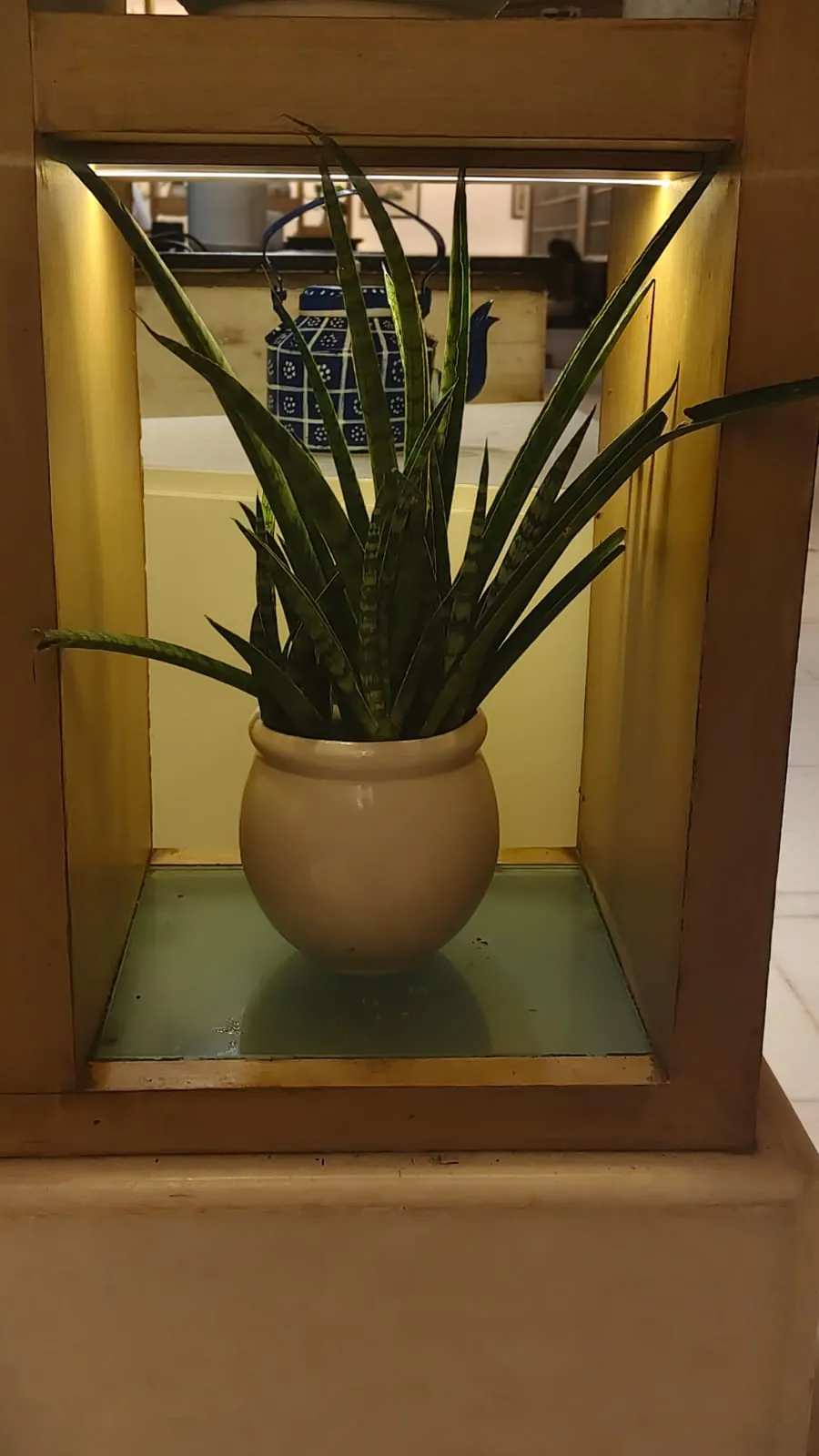 Cylindrical snake plant in cream ceramic pot, low maintenance indoor plant