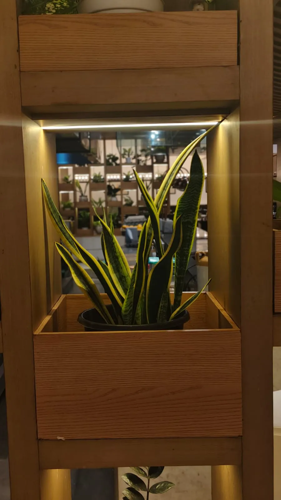 Variegated snake plant in pot on wooden partition shelf, indoor plants