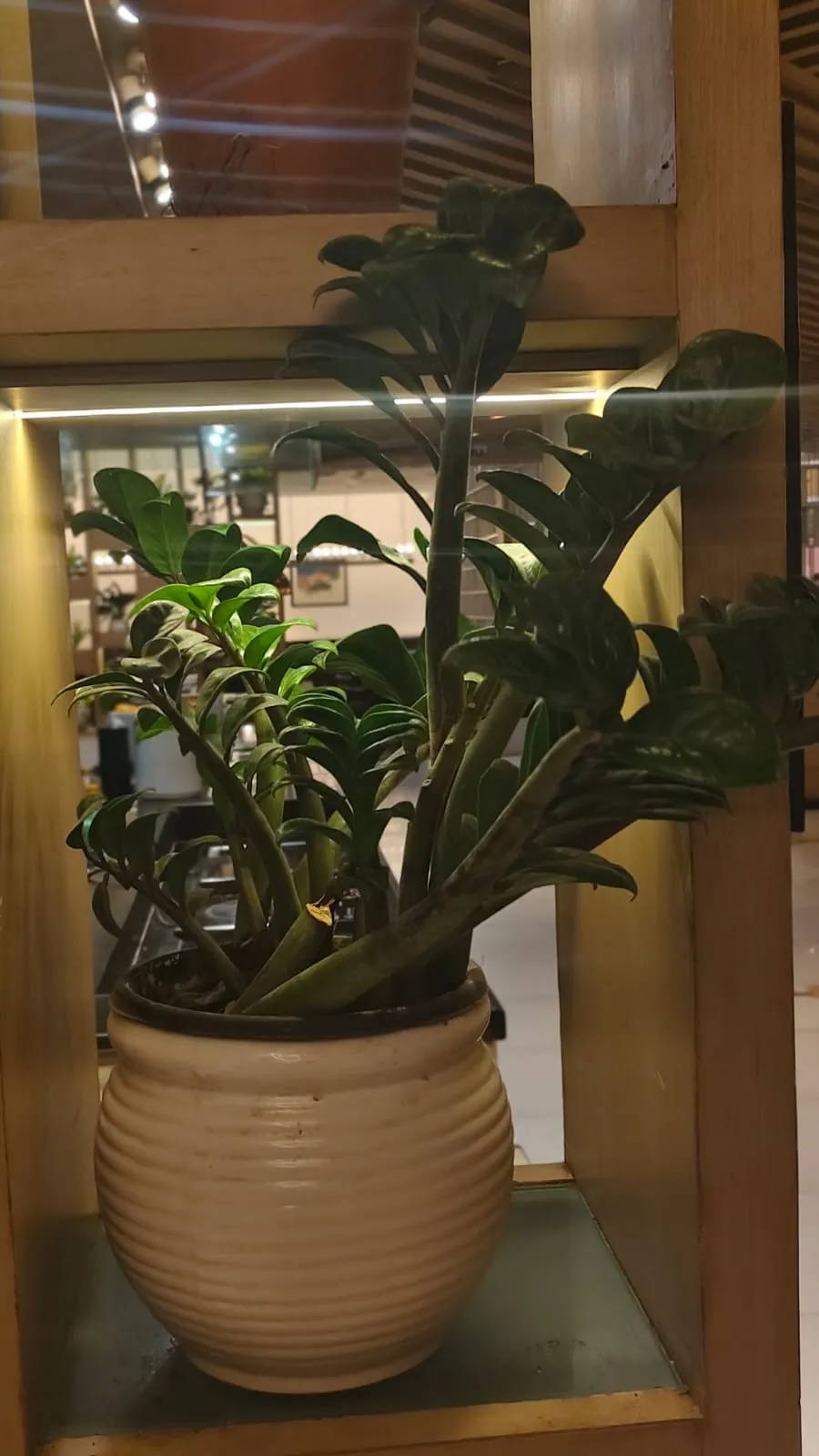 ZZ plant and fern in ribbed ceramic pot, office indoor plants