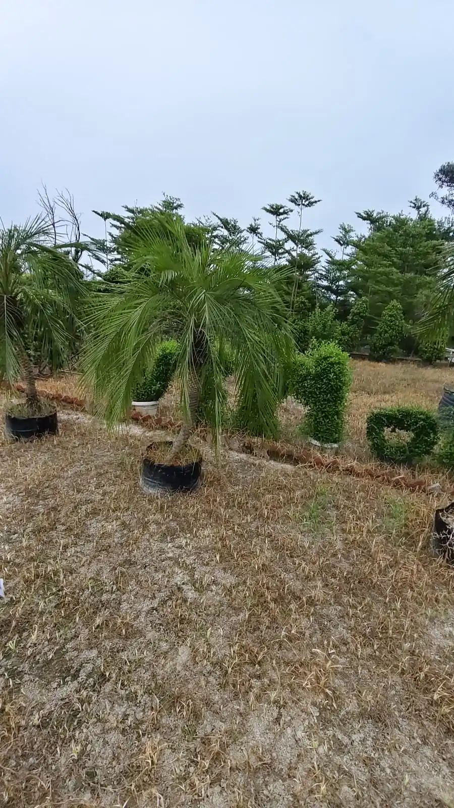 Palm Plants