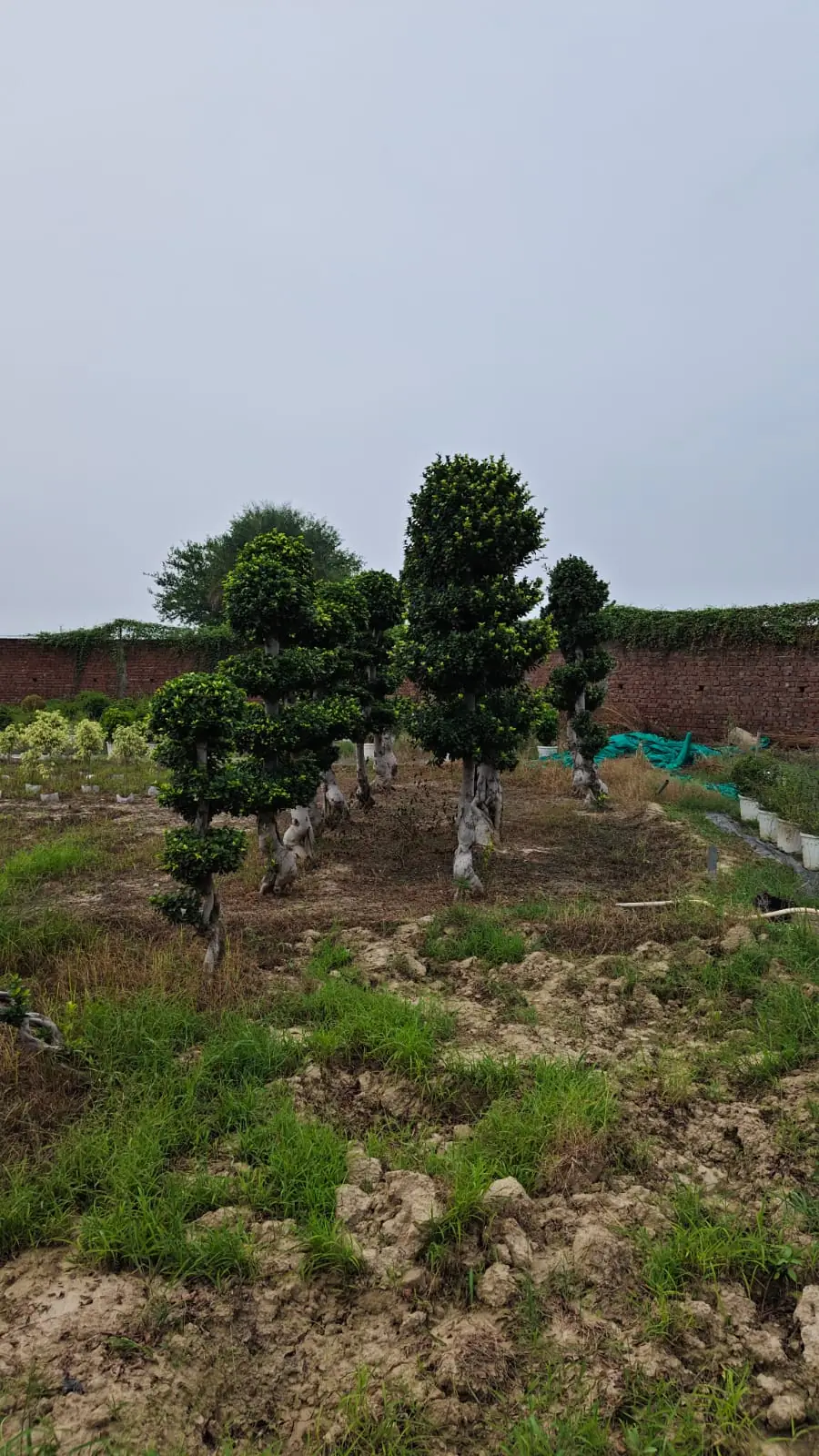 Bulk Plant Supply