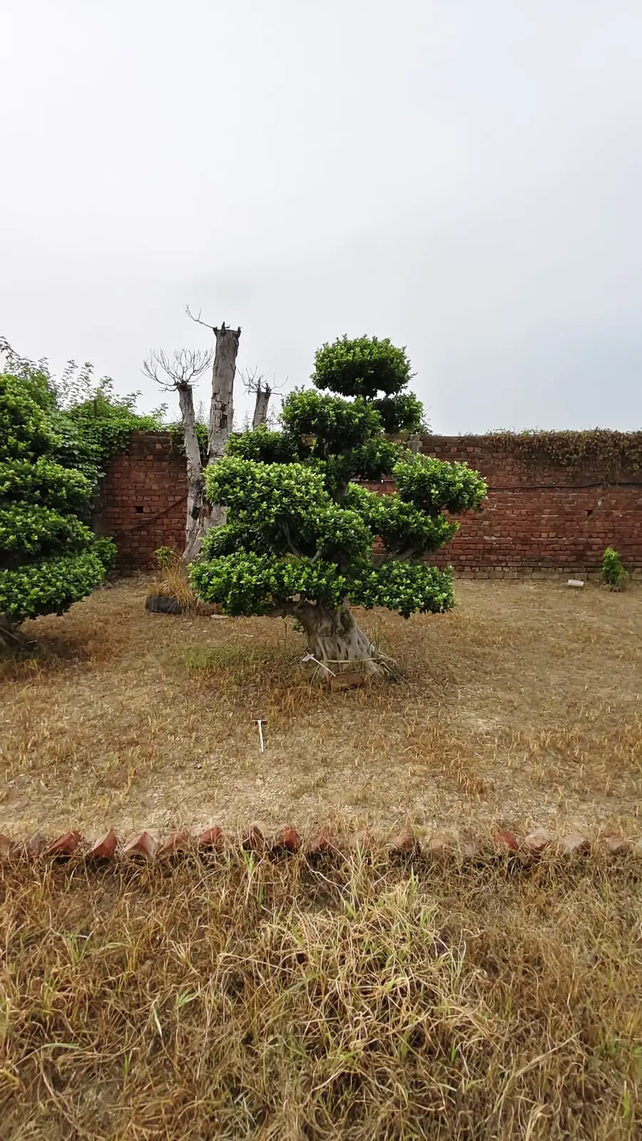 Rows of ficus cloud topiary trees at a wholesale plant nursery