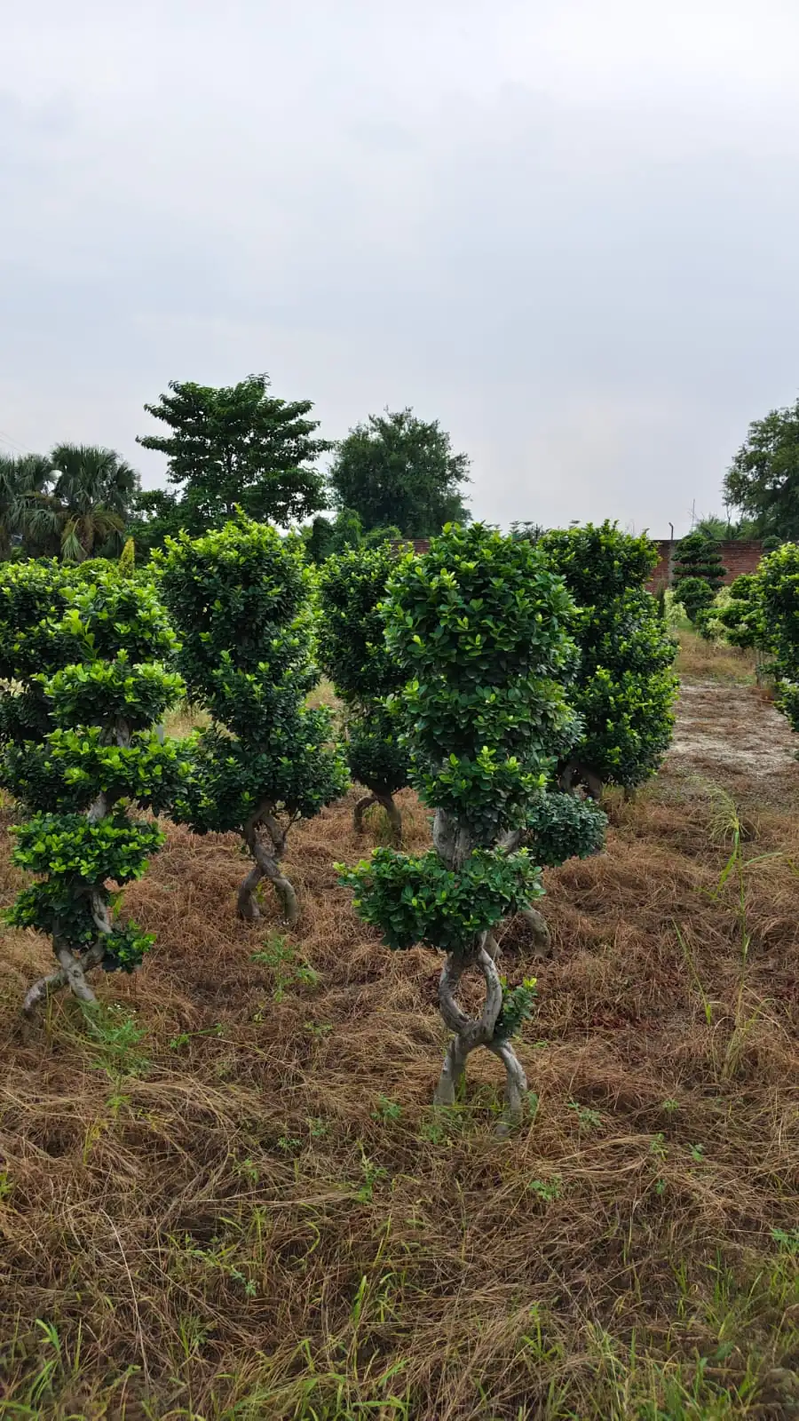 S-trunk ficus topiary in grow bags ready for landscaping supply