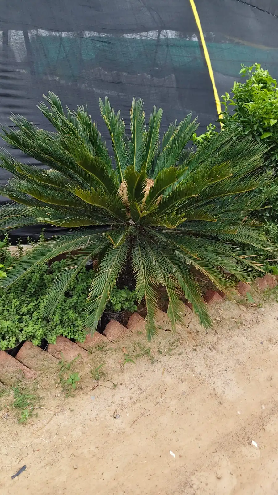 Sago palm cycas in brick-edged bed at nursery, landscape plants