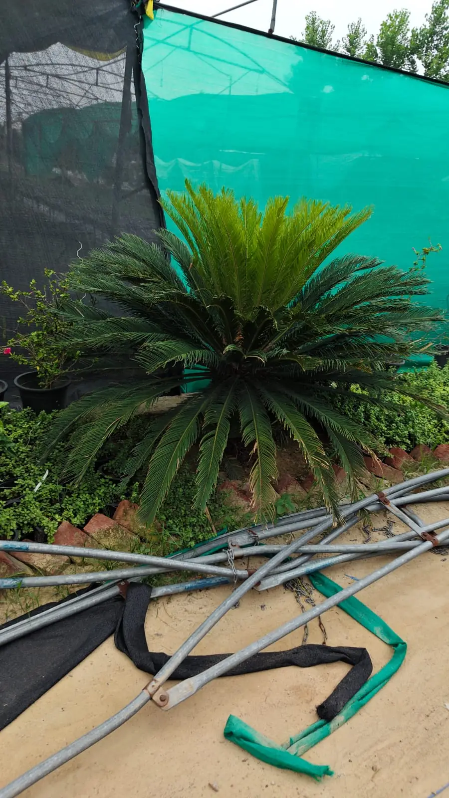 Sago palm cycas plant against shade net at plant nursery