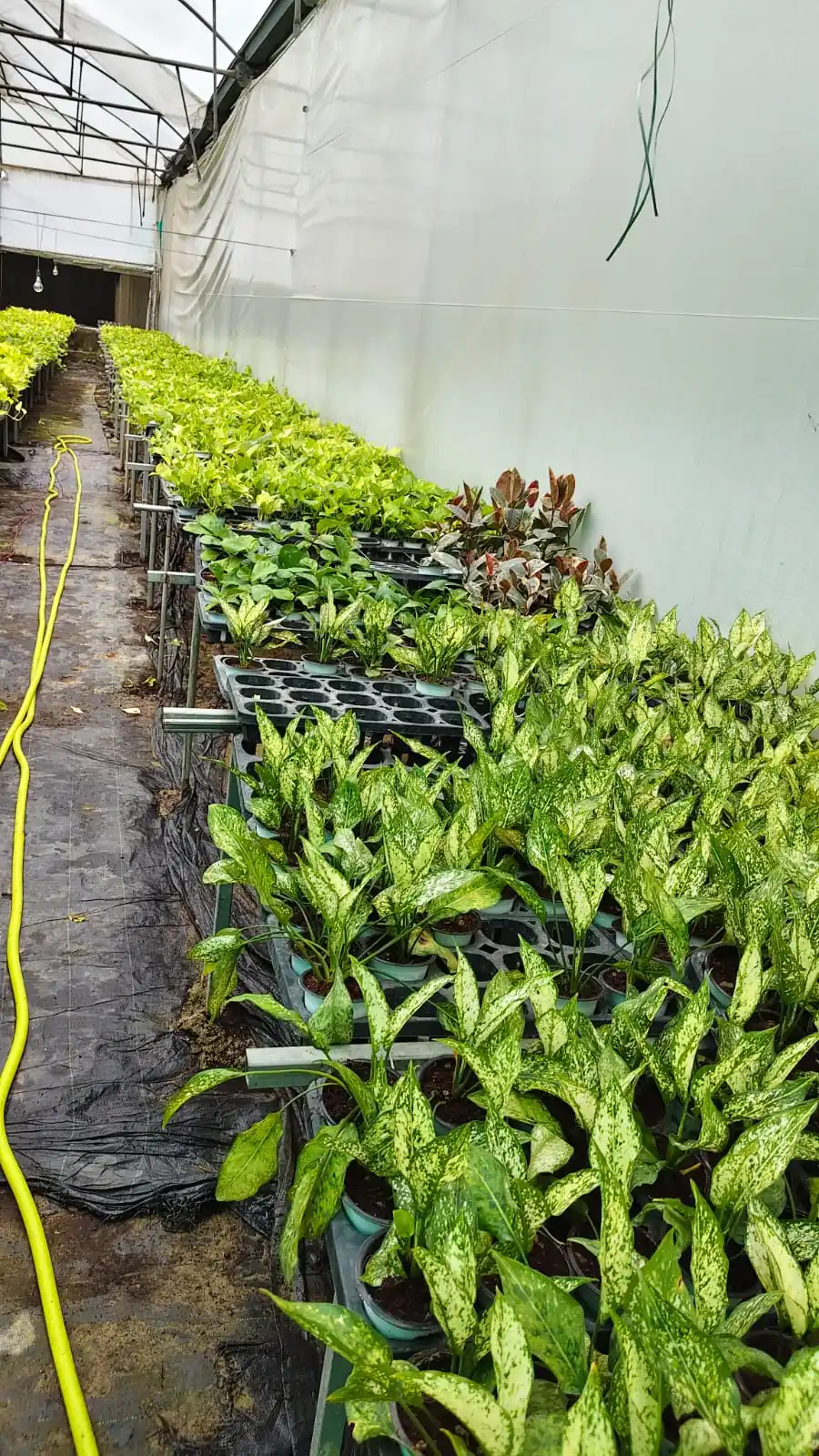 Spotted dieffenbachia seedlings in polyhouse trays, nursery plant supply