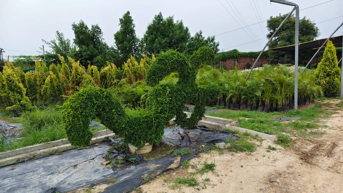 Symbol-shaped hedge topiary and potted areca palms at nursery