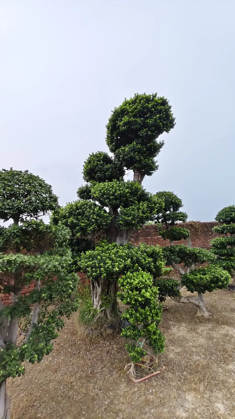 Avenue Plants