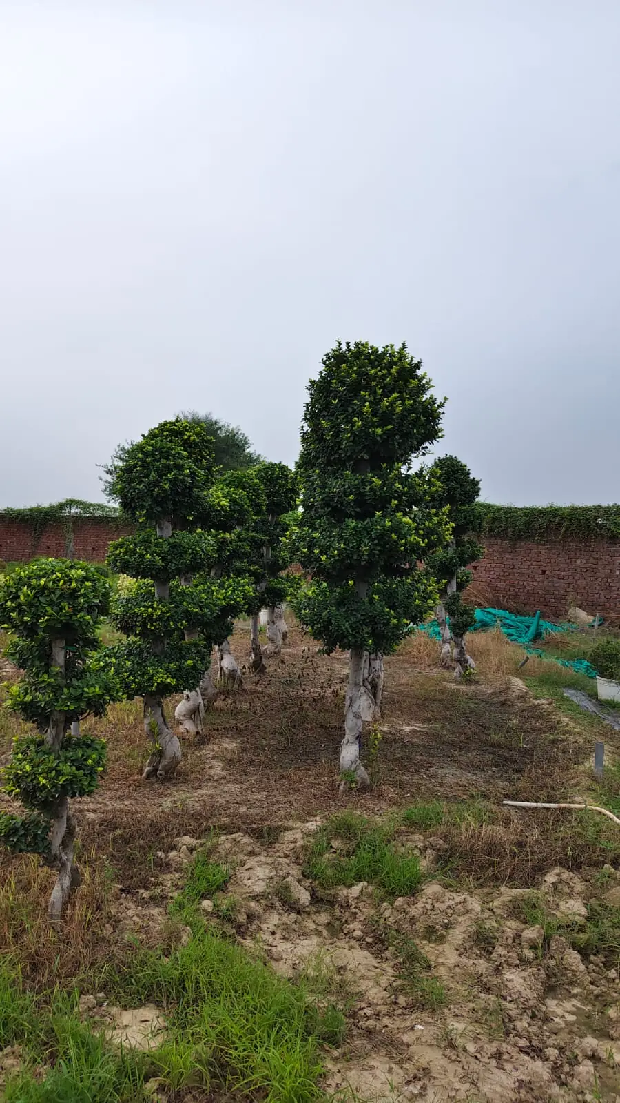 Tiered ficus topiary plants at a wholesale plant nursery