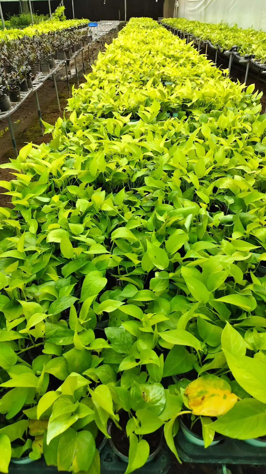 Trays of golden money plant pothos at a wholesale plant nursery