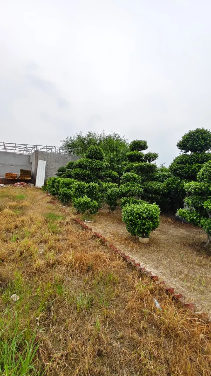 Wide view of ficus topiary field at Rajput Farms nursery