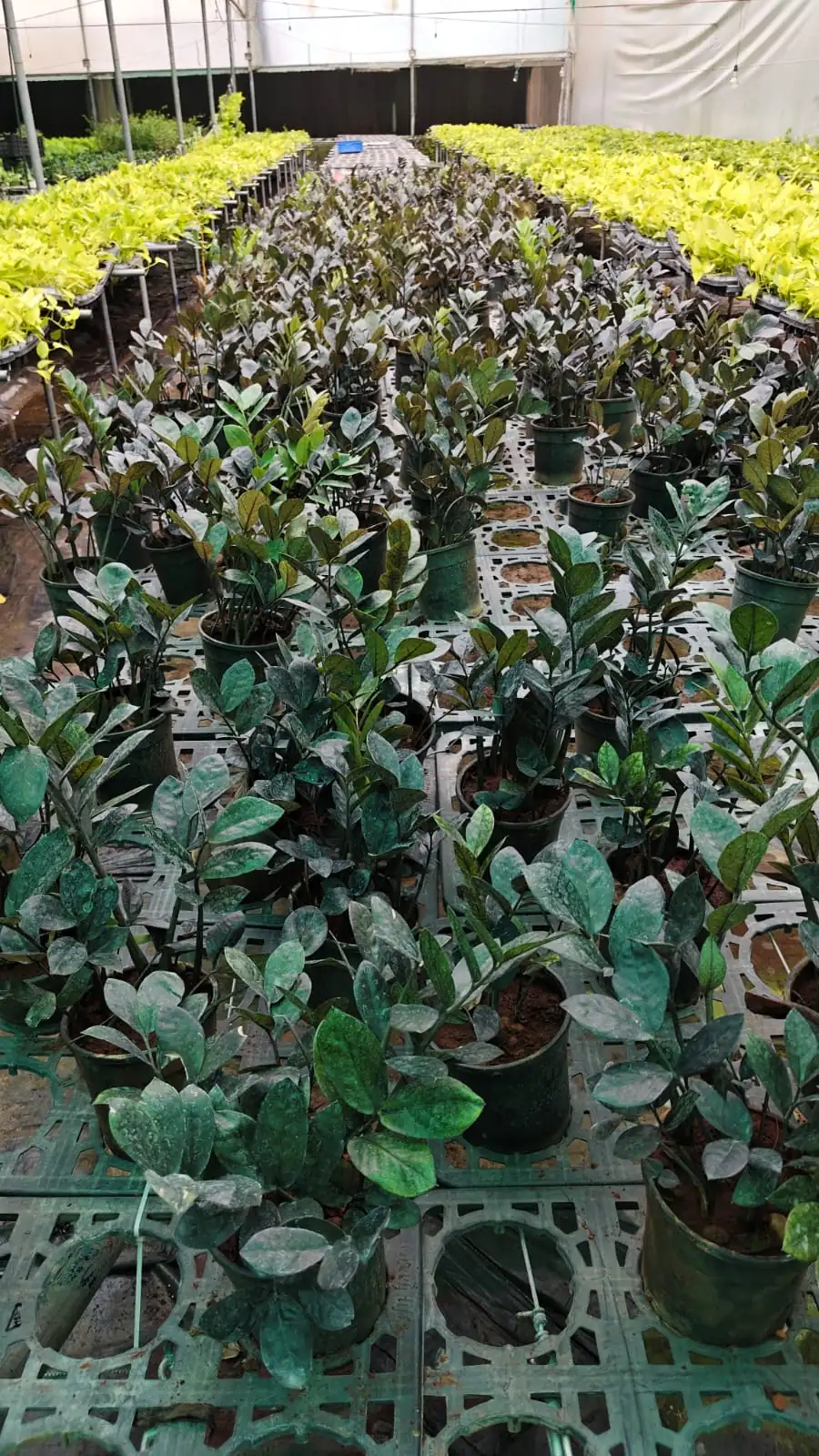 ZZ plants on polyhouse benches at Rajput Farms plant nursery