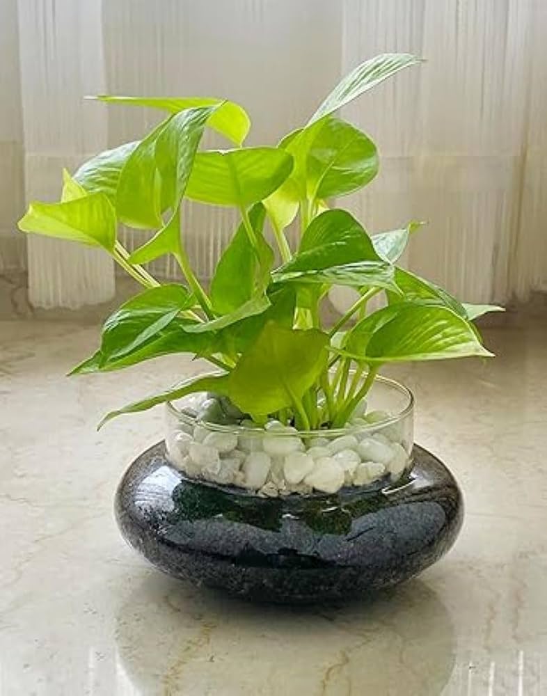 Money Plant (Pothos)