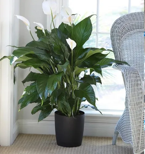 Peace Lily